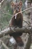 American Marten (Martes americana) - Canada