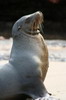 Galapagos Sea Lion (Zalophus wollebaeki) - Galapagos Islands