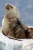 South American Sea Lion (Otaria flavescens) - Argentina