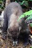 Coati  nez blanc (Nasua narica) - Costa-Rica