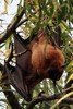 Indian Flying Fox (Pteropus giganteus) - India