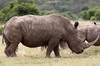 Rhinocéros blanc (Ceratotherium simum) - Kenya