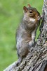 Eastern Grey Squirrel (Sciurus carolinensis) - Canada