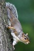 Eastern Grey Squirrel (Sciurus carolinensis) - Canada