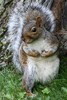 Eastern Grey Squirrel (Sciurus carolinensis) - Canada