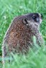 Woodchuck (Marmota monax) - Canada