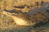 Botswana, Namibie, Zambie - Parc de Moremi - Crocodile au bord de la rivière Khwai