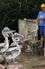 Galapagos - Santa Cruz - Les plicans attendent les restes