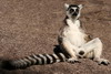 Madagascar - Parc d'Anja - Maki Catta