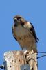 Buse � queue rousse (Buteo jamaicensis) - Etats-Unis