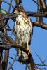 Buse grise (Buteo plagiatus) - Mexique