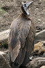 Vautour charognard (Necrosyrtes monachus) - Ethiopie