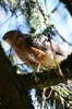 Epervier menu (Accipiter rufiventris) - Ethiopie