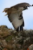 Buse augure (Buteo augur) - Ethiopie