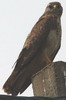 Buse variable (Buteo buteo) - France