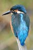 Martin-p�cheur d'Europe (Alcedo atthis) - France