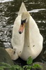 Cygne tubercul� (Cygnus olor) - Canada