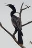 Anhinga d'Am�rique (Anhinga anhinga) - Costa-Rica