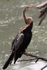 Anhinga roux (Anhinga melanogaster) - Inde