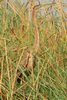 H�ron pourpr� (Ardea purpurea) - S�n�gal
