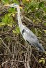 H�ron cendr� (Ardea cinerea) - S�n�gal