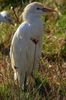 H�ron garde-boeufs (Ardea ibis) - Espagne
