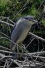 Bihoreau gris (Nycticorax nycticorax) - France