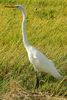 Grande Aigrette (Ardea alba) - Costa-Rica