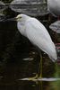 Aigrette neigeuse (Egretta thula) - Costa-Rica