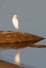 Grande Aigrette (Ardea alba) - France