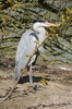 H�ron cendr� (Ardea cinerea) - France
