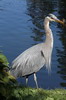 Grand H�ron (Ardea herodias) - Canada