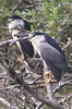 Bihoreau gris (Nycticorax nycticorax) - France