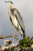 H�ron m�lanoc�phale (Ardea melanocephala) - Kenya