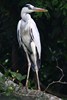 H�ron cendr� (Ardea cinerea) - Malaisie