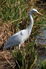 H�ron interm�diaire (Ardea intermedia) - Malaisie