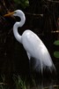 Grande Aigrette (Ardea alba) - Guadeloupe