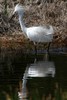 Aigrette neigeuse (Egretta thula) - Guadeloupe