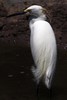 Aigrette neigeuse (Egretta thula) - Guadeloupe