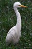 H�ron interm�diaire (Ardea intermedia) - Inde