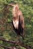 H�ron pourpr� (Ardea purpurea) - Inde