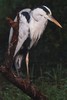 H�ron cendr� (Ardea cinerea) - Inde