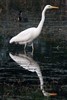 Grande Aigrette (Ardea alba) - Inde