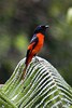 Minivet de Salvadori (Pericrocotus montanus) - Malaisie