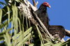 Turkey Vulture (Cathartes aura) - Cuba