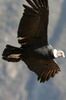 Condor des Andes (Vultur gryphus) - P�rou