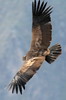Condor des Andes (Vultur gryphus) - P�rou