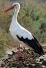 Cigogne blanche (Ciconia ciconia) - Portugal