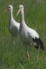 Cigogne blanche (Ciconia ciconia) - France