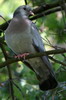 Pigeon colombin (Columba oenas) - France